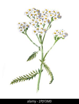 Yarrow ou Achillea millefolium. Illustration de fleurs de champ dessinées à la main anciennes.fleurs anciennes et anciennes. illustration de fleurs sauvages. Banque D'Images