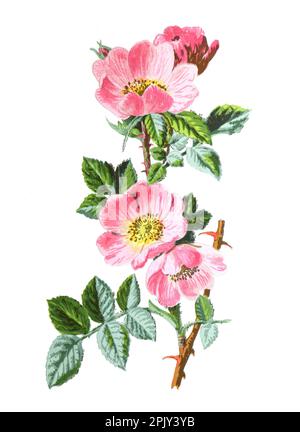 Fleur de Briar douce ou Rosa rubiginosa. ou briar sucré ou sweetbriar rose ou brier sucré ou fleur médicinale eglantine. biodiversité. illustration. Banque D'Images