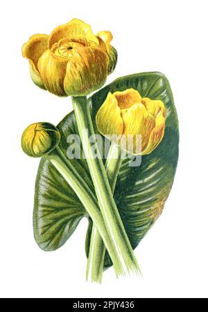 Lys jaune ou famille Nuphar lutea de la fleur de Nymphaeaceae. Illustration de fleurs de champ dessinées à la main antique. Fleurs de nénuphars vintage. Banque D'Images