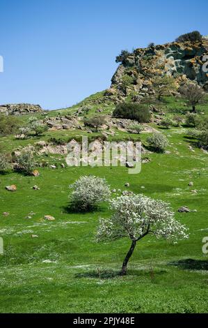 Valle dei vulcani. Logudoro meilogu. Bonorva. SS, Sardegna. Italie Banque D'Images