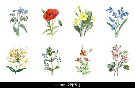 Collection de fleurs sauvages. Belles herbes des champs sauvages, plantes à fleurs herbacées, affiche de fleurs sauvages dessinée à la main Vintage. Illustrations florales. Banque D'Images