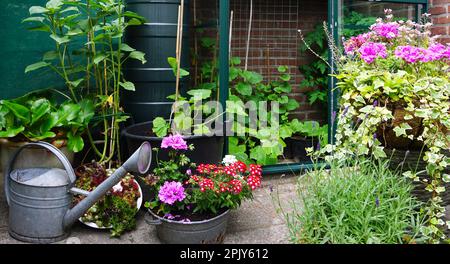 Un petit jardin avec peu de serre dans la ville. Culture de fleurs et de plantes et de légumes propres.petit jardin botanique anglais urbain sur une petite zone. Banque D'Images