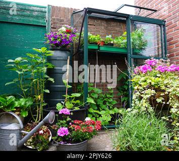 Un petit jardin avec peu de serre dans la ville. Culture de fleurs et de plantes et de légumes propres.petit jardin botanique anglais urbain sur une petite zone. Banque D'Images