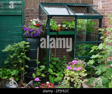 Un petit jardin avec peu de serre dans la ville. Culture de fleurs et de plantes et de légumes propres.petit jardin botanique anglais urbain sur une petite zone. Banque D'Images