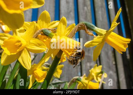 Faune du Royaume-Uni - 4 avril 2023 - une vue inhabituelle d'une abeille carder commune (Bombus Pascuorum) buvant du nectar à partir de jonquilles (narcisse 'tête-à-tête') et recouverte de pollen dans un jardin du West Yorkshire, Burley-in-Wharfedale, Angleterre, Royaume-Uni. Credit: Rebecca Cole/Alay Live News Banque D'Images