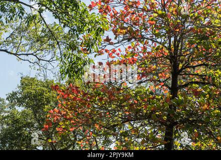 Feuilles d'un amande indien (Terminalia catappa) à Palenque, Mexique Banque D'Images