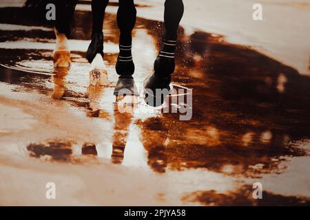 Un cheval noir marche à travers une flaque, des sabots de marche sur la surface de l'eau. La vie équestre. Après la pluie. Banque D'Images