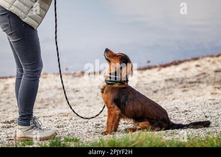 Animal entraîneur faisant l'entraînement d'obéissance de petit chien à l'extérieur. Chien mignon de race mixte Banque D'Images