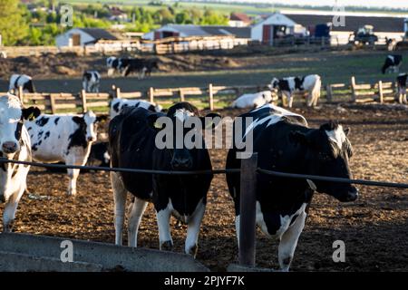 Vaches laitières mangeant de l'herbe, du foin et de l'ensilage sur une ferme au coucher du soleil. Agriculture, agriculture. Concept d'élevage. Ferme laitière, bovins, nourrissant des vaches à la ferme. Banque D'Images