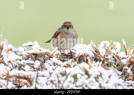 Dunnock (Prunella modularis) chante au sommet d'un hedgerow enneigé, West Yorkshire, Angleterre, Royaume-Uni Banque D'Images
