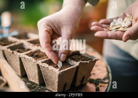 Les agriculteurs font planter des semences dans le plateau de semis Pot de tourbe biodégradable pour le semis et le jardinage Banque D'Images