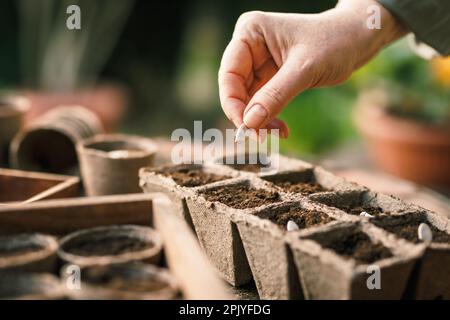 Agriculteur plantant des semences dans le plateau de semis Pot de tourbe biodégradable pour le semis et le jardinage Banque D'Images