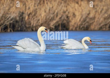 Muet cygnes nageant dans un étang (Cygnus olor) Banque D'Images