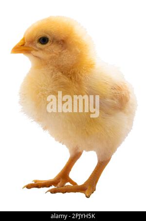 Poussin de poulet orpington brillant debout et isolé dans un cliché en studio Banque D'Images