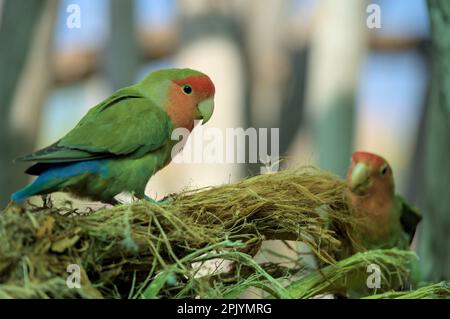 L'oiseau perroquet à lovebird au fond rosé est assis sur une branche et construit un nid. Banque D'Images