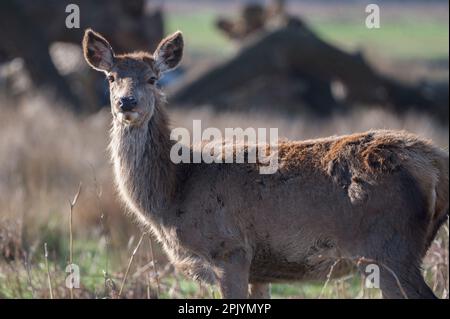 Deer en partie en se débarrassant de son manteau d'hiver au printemps Banque D'Images