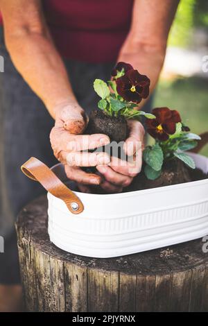 Femme âgée qui empote des fleurs le jour ensoleillé du printemps Banque D'Images