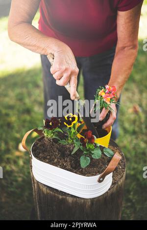 Femme âgée qui empote des fleurs le jour ensoleillé du printemps Banque D'Images