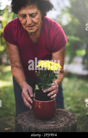 Femme âgée qui empote des fleurs le jour ensoleillé du printemps Banque D'Images