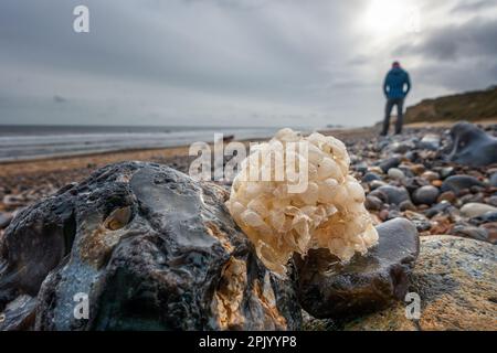 Personne de chasse fossile sur East Runton Beach après avoir trouvé des caisses d'oeufs de la Wechelk commune lavé sur la rive comme des grappes de boules, Norfolk, Royaume-Uni Banque D'Images