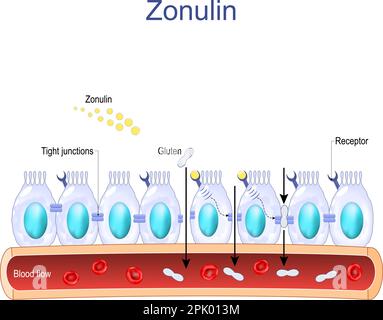 La zonuline est une protéine qui augmente la perméabilité des jonctions serrées entre les cellules de la paroi du tractus gastro-intestinal. système digestif Illustration de Vecteur