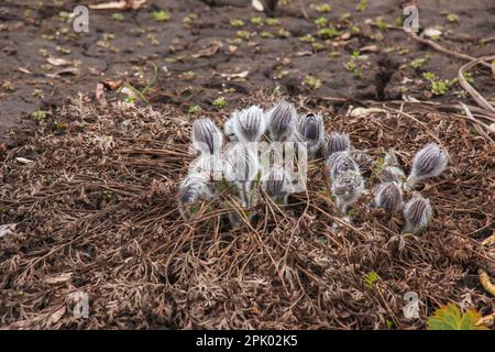 Dream-grass est la plus belle fleur de printemps. Pulsatilla fleurit au début du printemps dans la forêt par une journée ensoleillée. Fleur de Pulsatilla en gros plan. Banque D'Images