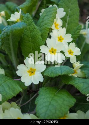 Gros plan des fleurs et des feuilles de crème pérenne / primevre jaune (Primula vulgaris ou primevre anglaise) prises au printemps en Grande-Bretagne Banque D'Images