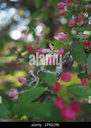 Gros plan de fleur de printemps rose, peut-être de fleur de pommier, s'ouvrant sur une branche d'arbre couverte de lichen avec des feuilles vertes fraîches et la lumière de bokeh derrière Banque D'Images