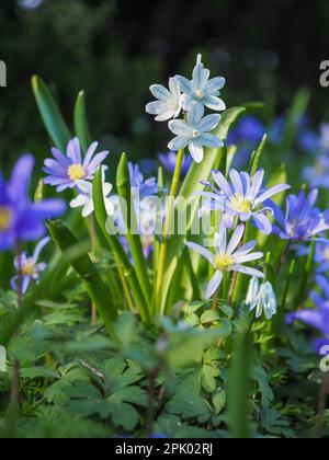 Gros plan sur les délicieuses fleurs de Puschkinia scilloides var. Libanotica (strié squill) brillant dans un puits de lumière du soleil entouré d'anémones de printemps Banque D'Images