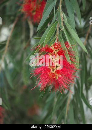 Gros plan de la fleur exotique de la brosse à fond rouge de l'arbre à feuilles persistantes Callistemon viminalis (Weeping Bottle Brush), prise dans une serre au Royaume-Uni Banque D'Images