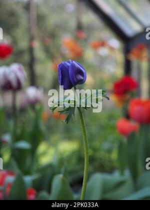 Anemone coronaria 'Jerusalem Blue' vient d'entrer en fleur dans une serre britannique au printemps avec d'autres fleurs bulbes en arrière-plan Banque D'Images