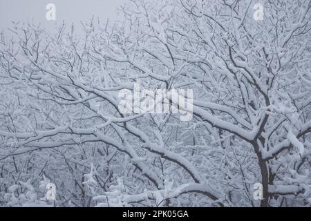 Un majestueux pin se dresse seul dans un paysage hivernal abrupte, blanchi dans une épaisse couche de neige Banque D'Images