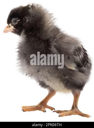 Petite poussette de poulet Dominique isolée dans un studio photo Banque D'Images