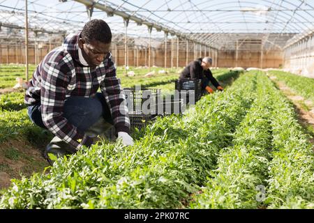 Agriculteur afro-américain récoltant des arugula Banque D'Images