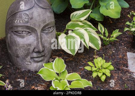 Hostas x hybrida 'bouquet parfumé', 'Emerald Tiara','Osiris Pacha', 'tempête de glace ontreal' en paillis décoré avec une statue en béton asiatique. Banque D'Images