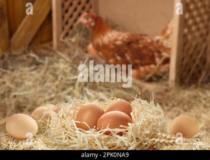 Nicher avec des œufs frais crus et du poulet dans le poulailler Banque D'Images