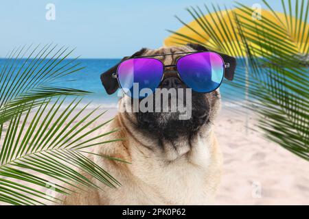 Chien mignon portant des lunettes de soleil sur la plage de sable près de la mer. Vacances d'été avec animaux Banque D'Images