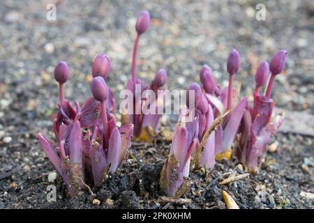 Pea d'écureuil moulu, Jeffersonia diphylla, émergent, Plantez de jeunes plants de printemps de nouvelles pousses de printemps Banque D'Images