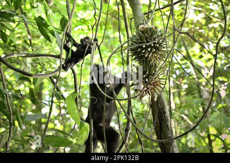 Une femelle adulte de la macaque à crête noire de Sulawesi (Macaca nigra) atteint le fruit du liana alors qu'elle prend soin d'un nourrisson pendant la période de sevrage dans la réserve naturelle de Tangkoko, au nord de Sulawesi, en Indonésie. La protection de la faune à travers le monde pourrait considérablement améliorer le captage et le stockage du carbone naturel en superchargeant les puits de carbone de l'écosystème, selon Oswald J. Schmitz, le professeur Oastler d'écologie de la population et de la communauté à l'école de l'environnement de Yale, publié sur Phys.Org sur 28 mars 2023. 'Les espèces sauvages, tout au long de leur interaction avec l'environnement, sont... Banque D'Images