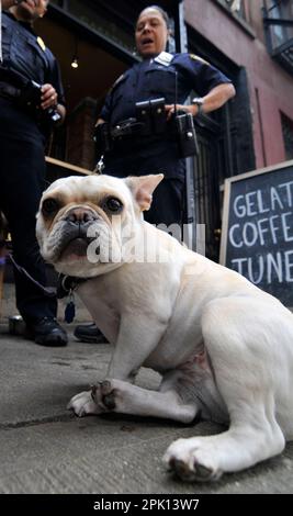 Café Caramello à Park Slope, Brooklyn, New York, États-Unis. Banque D'Images