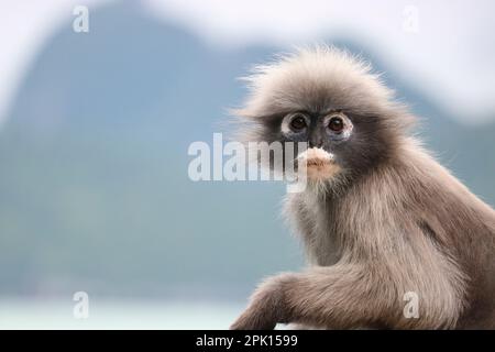 Visage d'un singe feuille de Trachypithecus obscurus, vieux et mignon, à la chiche. Banque D'Images