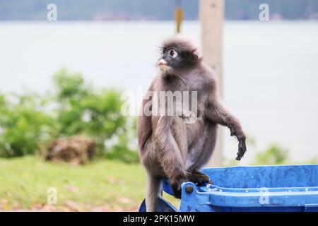 Un adorable singe en feuilles timide (Trachypithecus obscurus) se trouve sur le bord d'une poubelle. La vie de singe près de l'habitation humaine. Banque D'Images