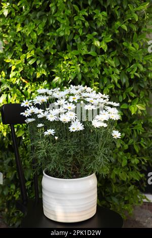 Belle plante de pâquerette en fleurs sur chaise noire à l'extérieur Banque D'Images