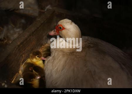 Mignon petits conduits avec la mère à l'intérieur. Bébés animaux Banque D'Images