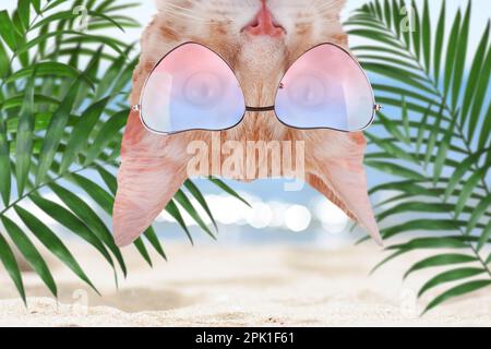 Chat mignon portant des lunettes de soleil sur la plage de sable près de la mer. Vacances d'été avec animaux Banque D'Images