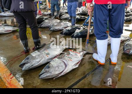 Nachikatsuura, Japon - 19 mars 2023: Thon aux enchères sur le marché du thon à Nachikatsuura dans la péninsule de Kii, Japon. Banque D'Images