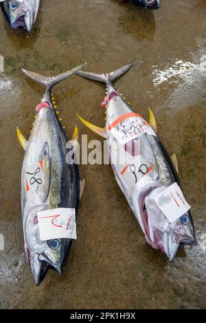 Nachikatsuura, Japon - 19 mars 2023: Thon aux enchères sur le marché du thon à Nachikatsuura dans la péninsule de Kii, Japon. Banque D'Images