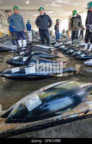 Nachikatsuura, Japon - 19 mars 2023: Vente aux enchères de thon au marché des thonidés de Nachikatsuura, dans la péninsule de Kii, Japon. Banque D'Images