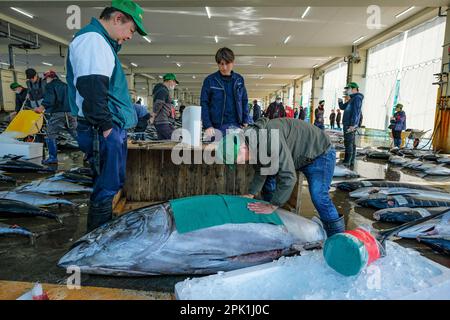 Nachikatsuura, Japon - 19 mars 2023: Vente aux enchères de thon au marché des thonidés de Nachikatsuura, dans la péninsule de Kii, Japon. Banque D'Images