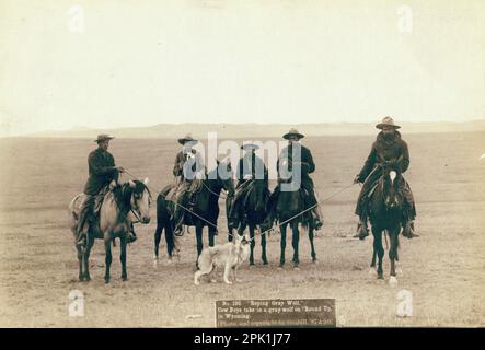 Roping a Grey Wolf - Five Cowboys on Horses Take a Grey Wolf in Wyoming, USA - 1887 Banque D'Images